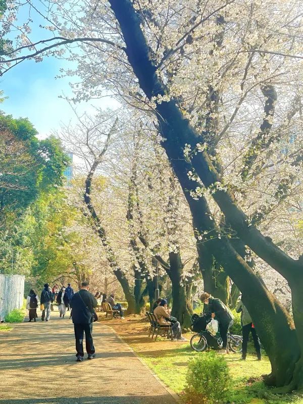 東京タワーと桜の魅力を楽しむ旅
