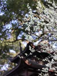 WestLake Plum Blossom CityWalk