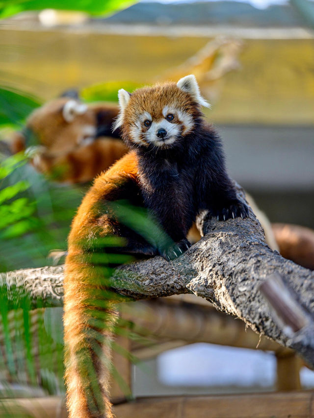 長春動植物園·西游記主題公園