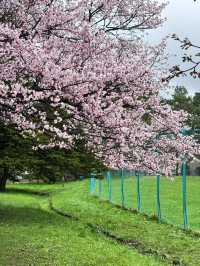 🌸札幌圓山公園 | 赴一場浪漫櫻雪之約