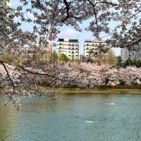 首爾月記｜在浪漫之都收穫滿滿幸福的30天🌸 