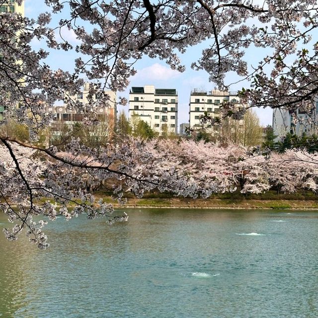 首爾月記｜在浪漫之都收穫滿滿幸福的30天🌸 