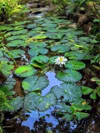 親子遊熱帶植物園丨西園3小時步行探秘全記錄