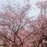 🌸釜山櫻花天花板！培花學校正門美到窒息！