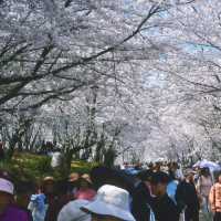 🌸奔赴萬畝粉白浪漫！貴州安順貴安櫻花園必打卡攻略 