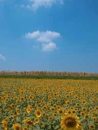 🌻成都隱藏美景！孤樹與熱鬧向日葵花海