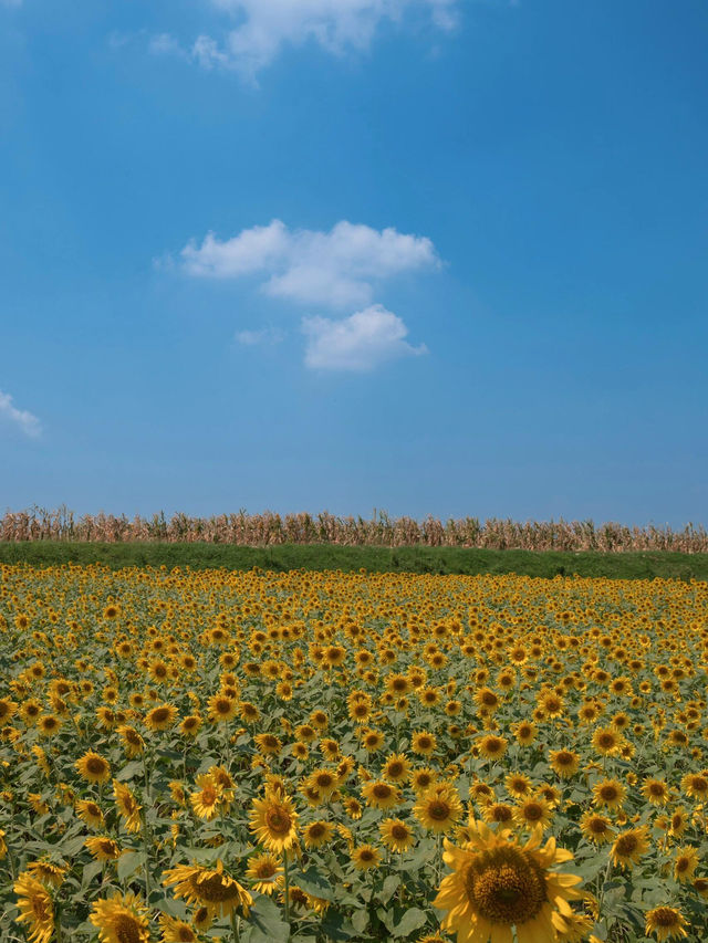 🌻成都隱藏美景！孤樹與熱鬧向日葵花海