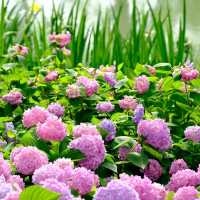 🌸合肥花衝公園 | 繡球花的夢幻之約🌸