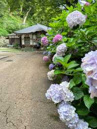 奈良長谷寺 | 繡球花的古寺雅韻