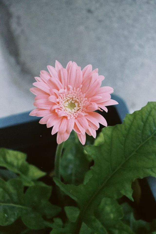 平潭真係一個好地方！別墅小院子。