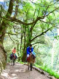 六月趣旅行  香格里拉正當時（避坑指南）