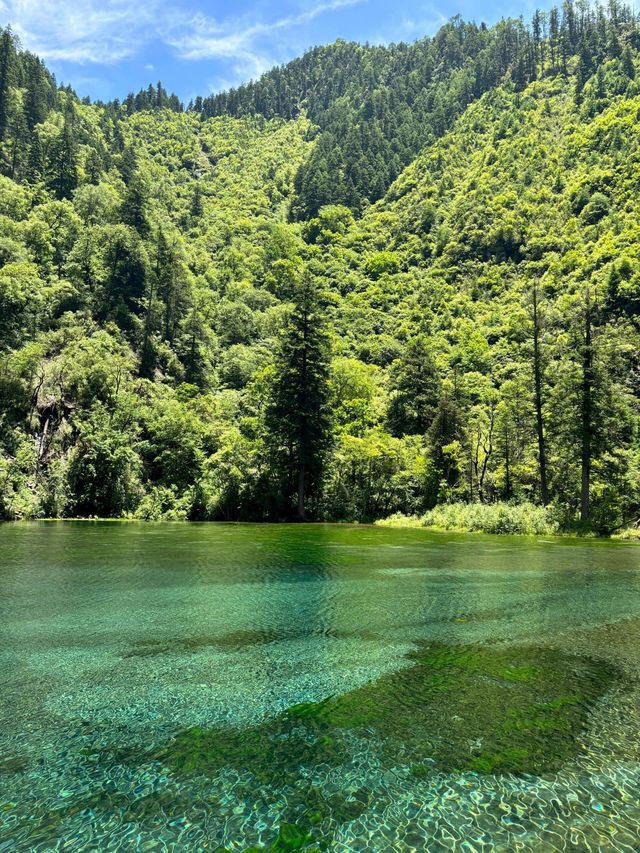 畢棚溝夏日仙境！雪山花海靚到窒息！