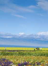 青海湖油菜花旅遊攻略｜邂逅金黃花海
