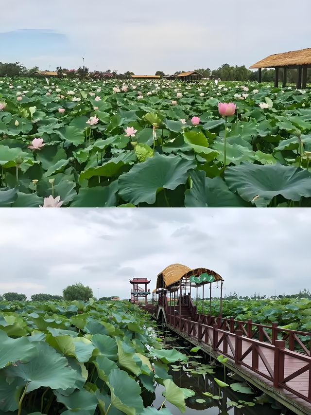 賞荷、拍照、品嚐美食，夏日浪漫之旅