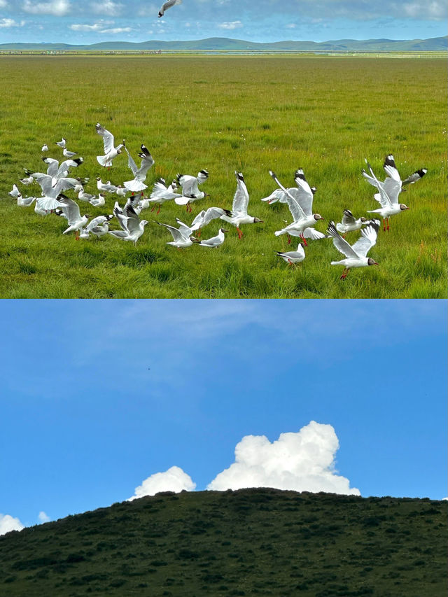 邂逅川西北嘅油畫天堂
