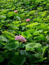昆山也有小洱海水之韵公園攻略