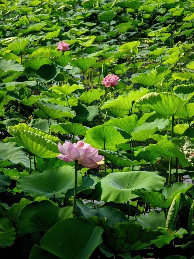 昆山也有小洱海水之韵公園攻略