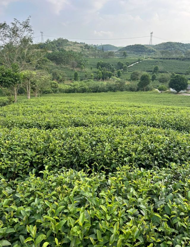 住進煙火氣中心，解鎖本地人私藏好去處。