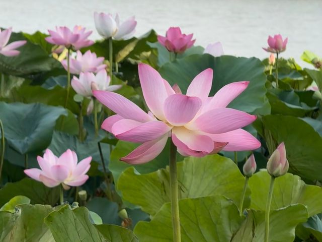 去了4次徐州雲龍湖風景區，終於玩明白了！