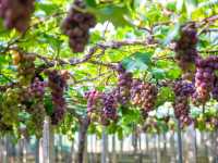 The grapes here are exceptionally good.
