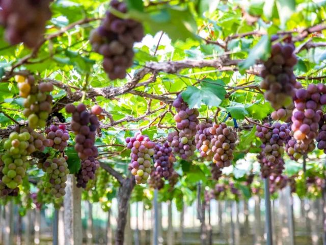 The grapes here are exceptionally good.
