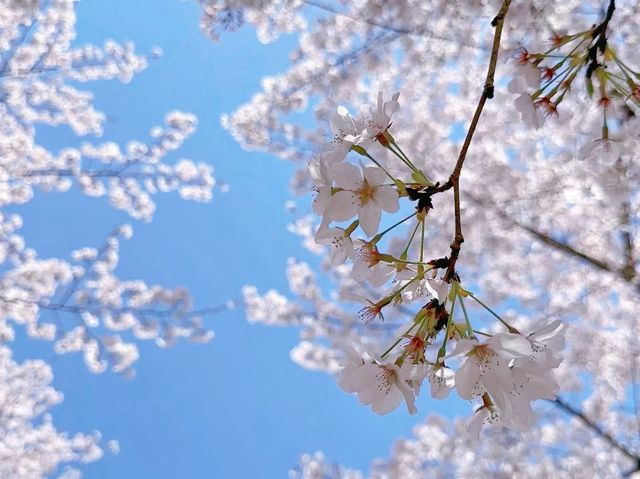 無錫嘅櫻花季真係靚到爆～