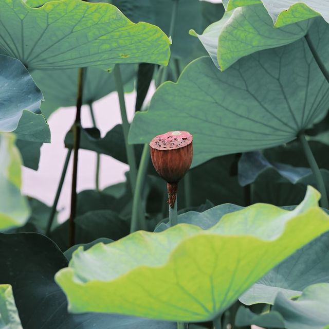 溫泉賞蓮雙享受