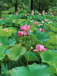 南昌象湖濕地公園 | 夏日賞荷指南
