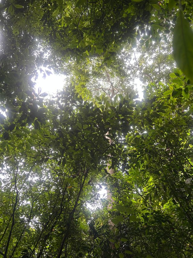 基諾山雨林遠足｜當快樂馬騮嘅24小時爆笑實錄酸螞