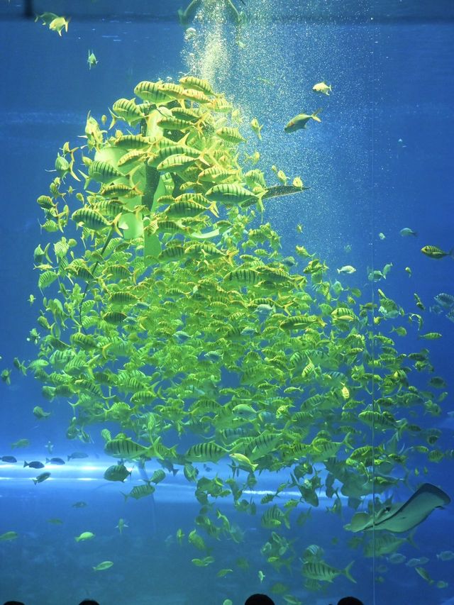 海南陵水隱藏玩法|海洋樂園真係令我玩到超開心
如果嚟海南 🥺拜託了 俾呢度留返一日時間
【海南海洋歡 海南陵水隱藏玩法|海洋樂園真係令我玩到超開心
如果嚟海南 🥺拜託了 俾呢度留返一日時間
【海南海洋歡