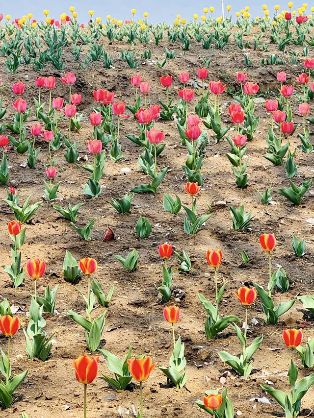花果之鄉——遷西縣花鄉果巷景區