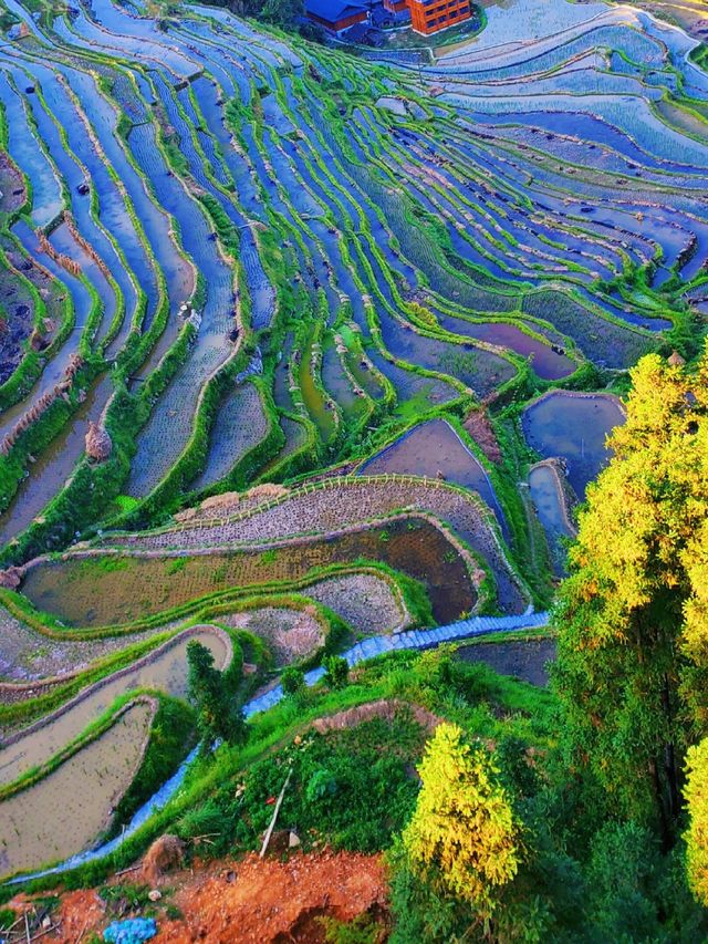 貴州秘境｜加榜梯田2025最新旅行攻略比龍脊更早金黃！