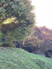 🕊️ Ikeda Hall Peace Garden: Where Japanese Serenity Meets New Zealand's Soul! 🌿