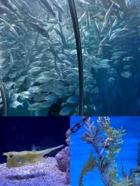 陸家嘴海洋館：親子遊玩寶藏地，優缺點全知曉！