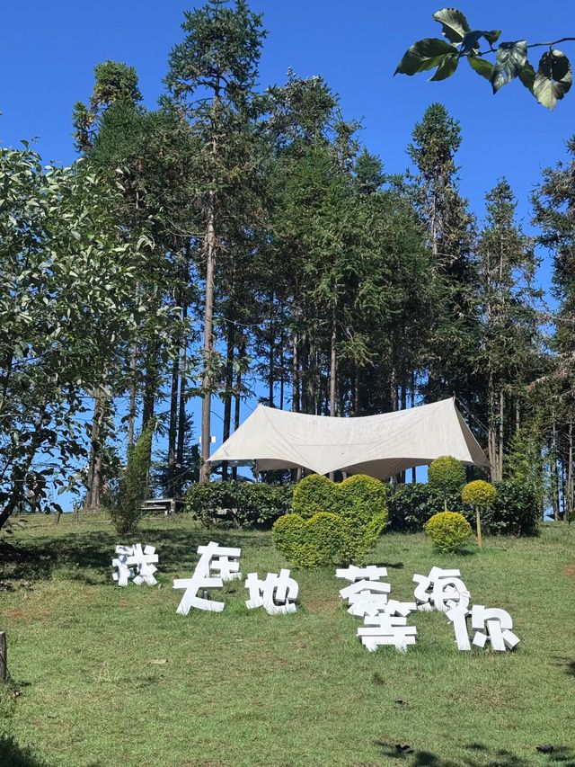 騰衝小眾秘境大地茶海人均50get茶園大片 騰衝小眾秘境大地茶海人均50get茶園大片
