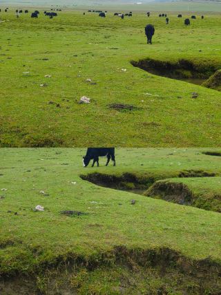 Explore the Langdu Wetland Grassland in Longnan, Gansu Province, where the natural beauty is truly enchanting!