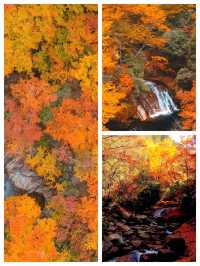 亞洲最大紅葉秘境!光霧山30天超長賞秋攻略