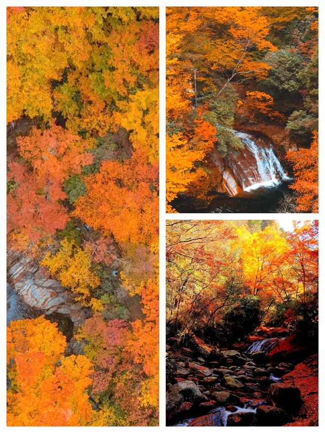 亞洲最大紅葉秘境!光霧山30天超長賞秋攻略 亞洲最大紅葉秘境!光霧山30天超長賞秋攻略