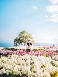私藏精品|冬日絕美海景小島