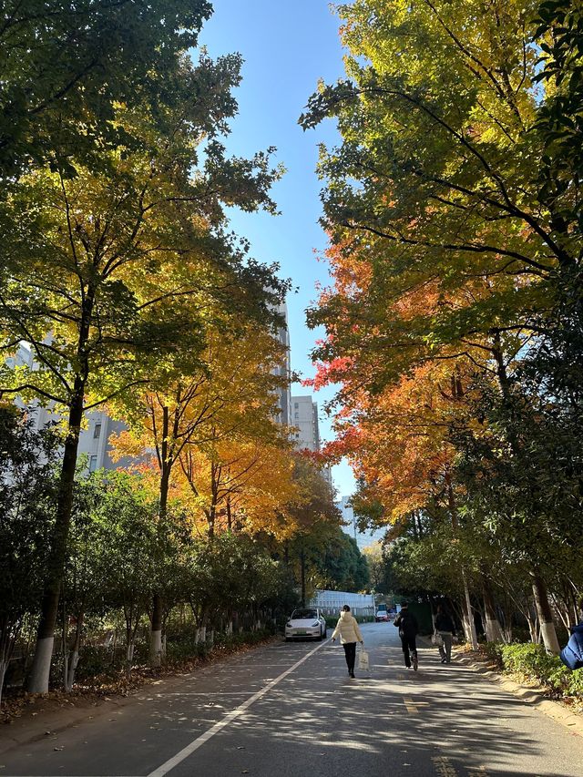 賞秋金陵棲霞山 賞秋金陵棲霞山
