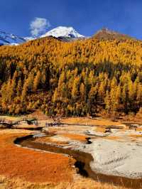 雪山下的金色長廊,一路一景皆成畫