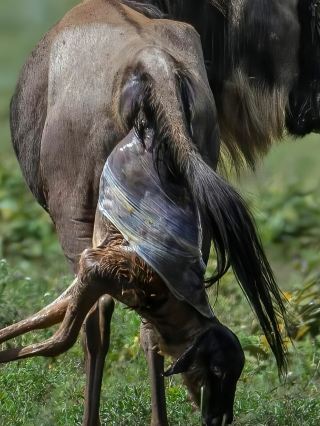 동물 대이동보다 더 감동적인! 아프리카 출산 시즌