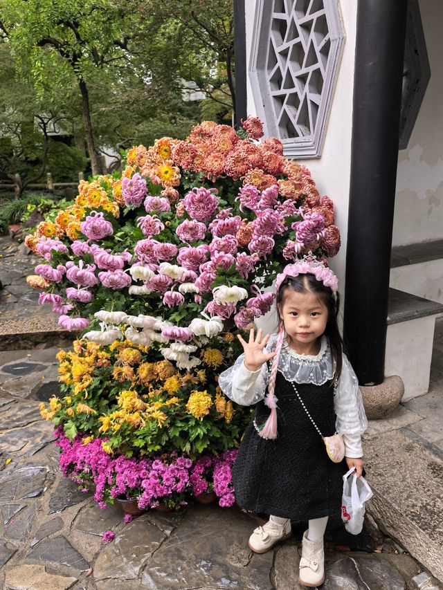曲水園的菊花展已經幫你們看過了 曲水園的菊花展已經幫你們看過了