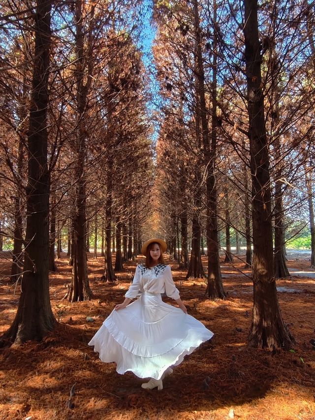 絕美!包場整個落羽松林的韓劇級浪漫 絕美!包場整個落羽松林的韓劇級浪漫