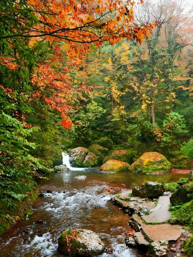 不用塞川西！成都3h直達的油畫彩林秘境