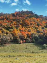 成都向北2h!闖入免費彩林秘境,邂逅川版喀納斯