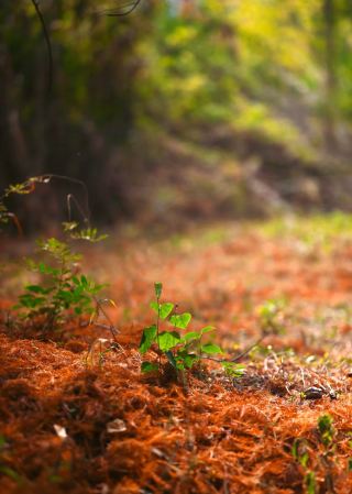 가을 아이시후 단풍 명소