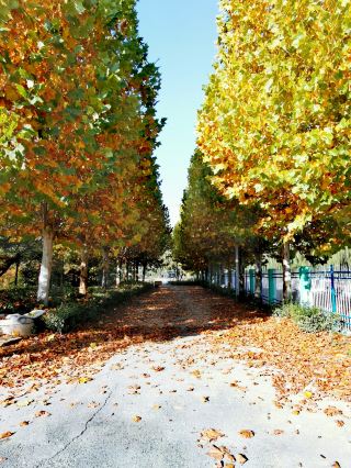 [Henan Puyang City Nanle County] Donghu Wetland Park.