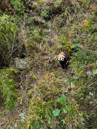 瓦屋山秋冬逃票攻略！免費期衝啊 