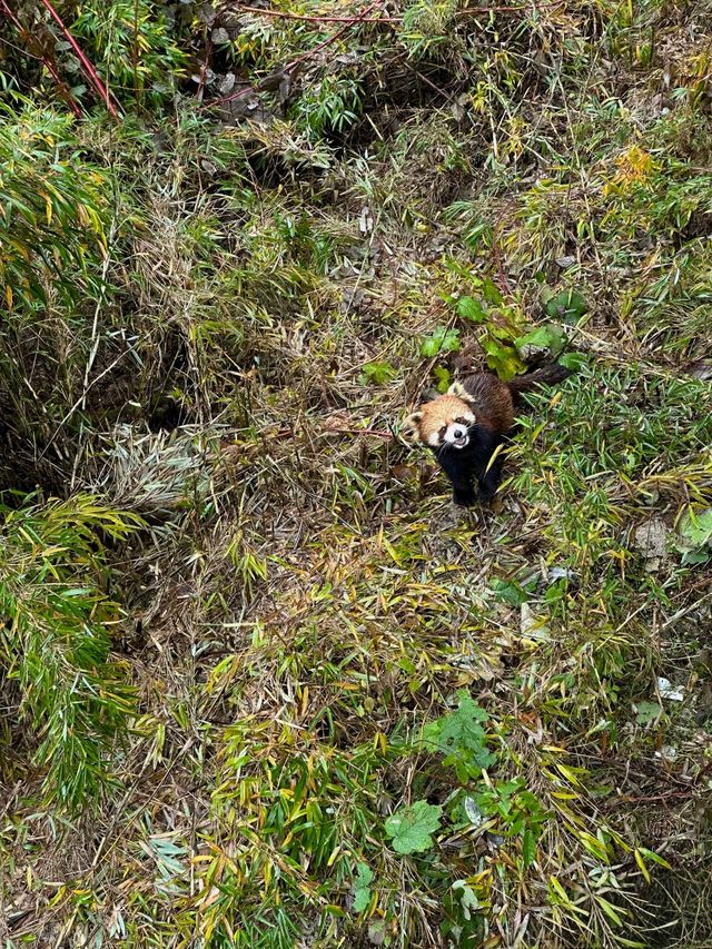 瓦屋山秋冬逃票攻略！免費期衝啊 